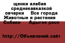 щенки алабая ( среднекавказкой овчарки) - Все города Животные и растения » Собаки   . Адыгея респ.